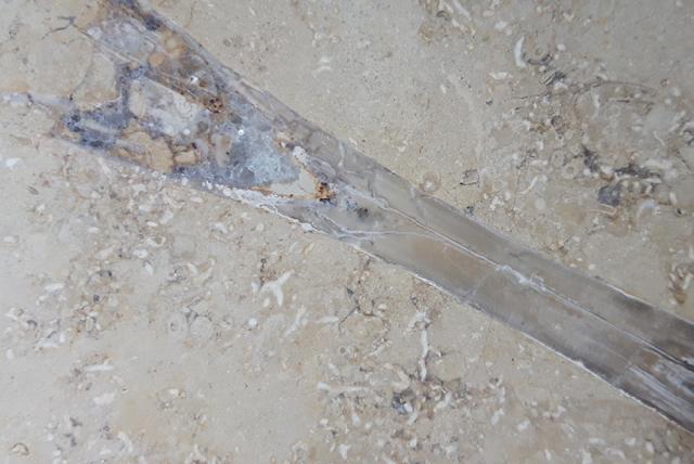 Hibolithes sp. (MONTFORT 1808) - Bild &copy; FossNet FossilienStore